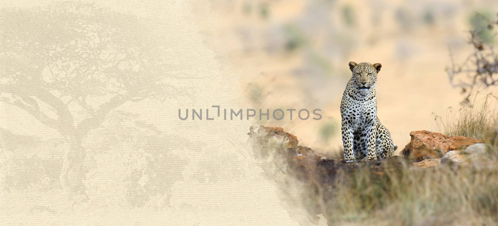 Leopard on textured paper. Animal on a background of old paper