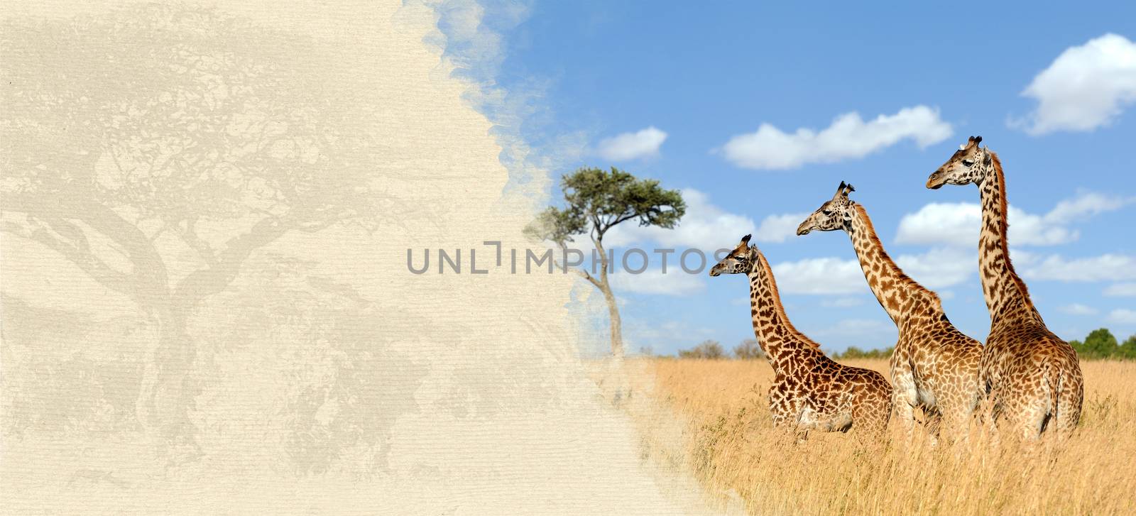 Giraffe on textured paper. Animal on a background of old paper