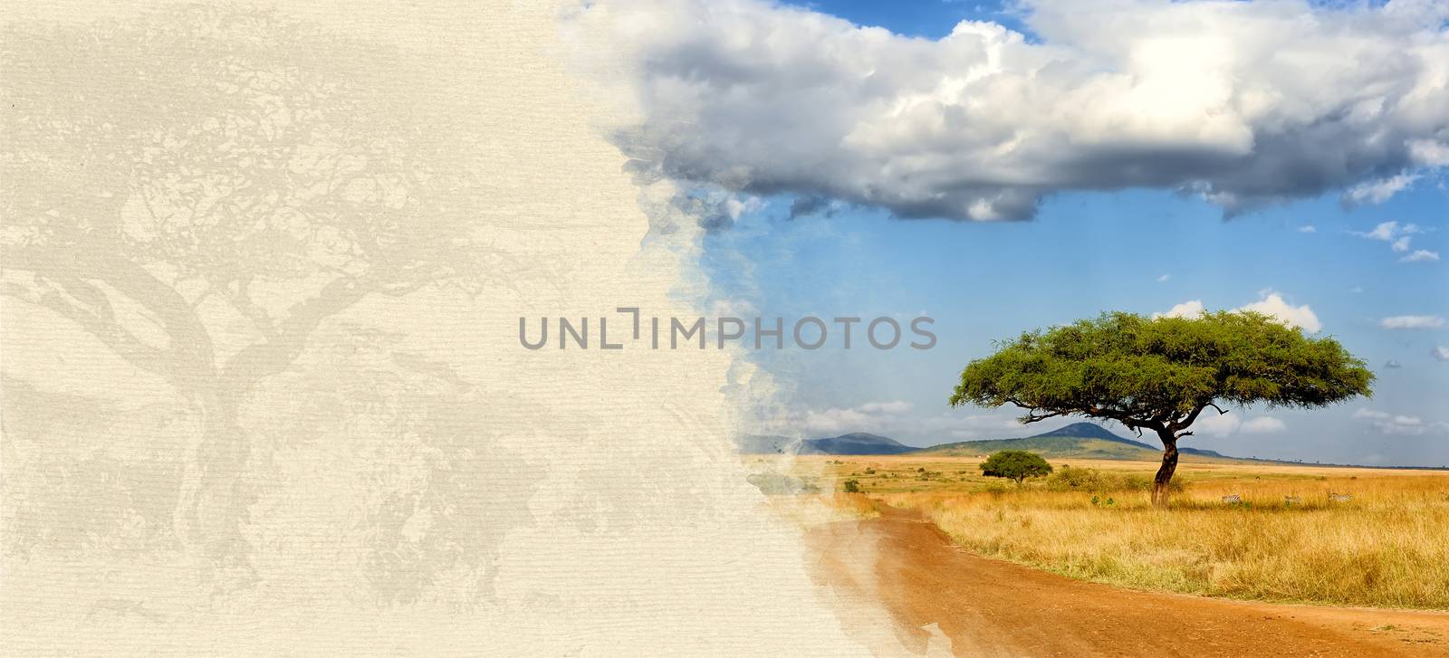 African landscape with acacia tree on textured paper. Animal on a background of old paper