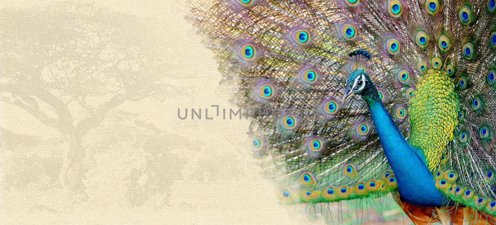 Peacock on textured paper. Animal on a background of old paper