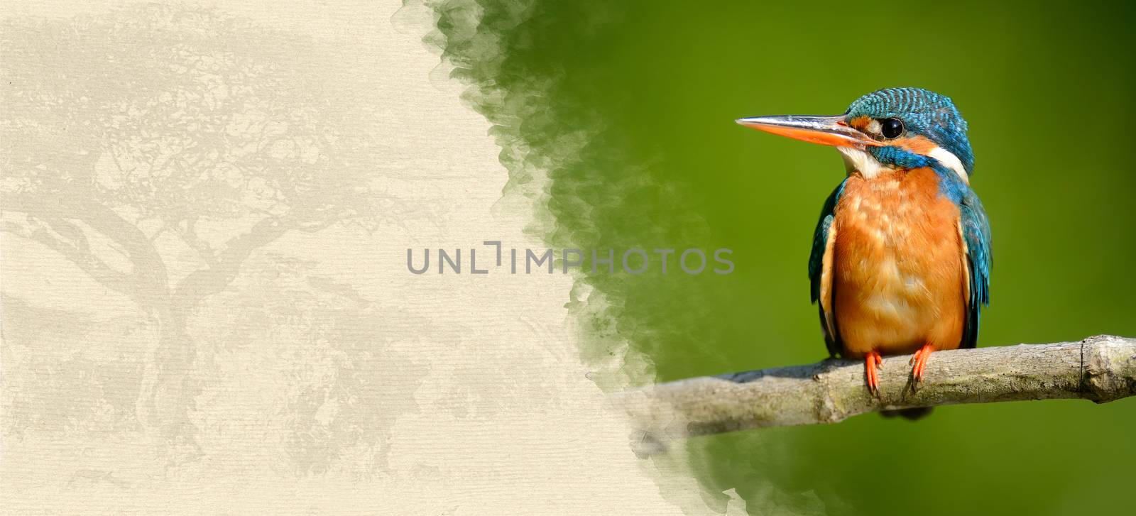 Kingfisher on textured paper by byrdyak