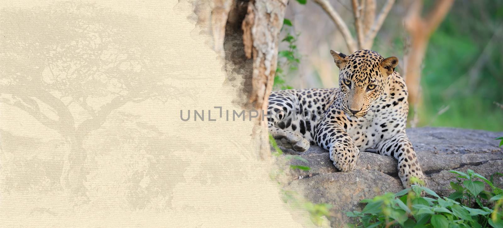 Leopard on textured paper by byrdyak