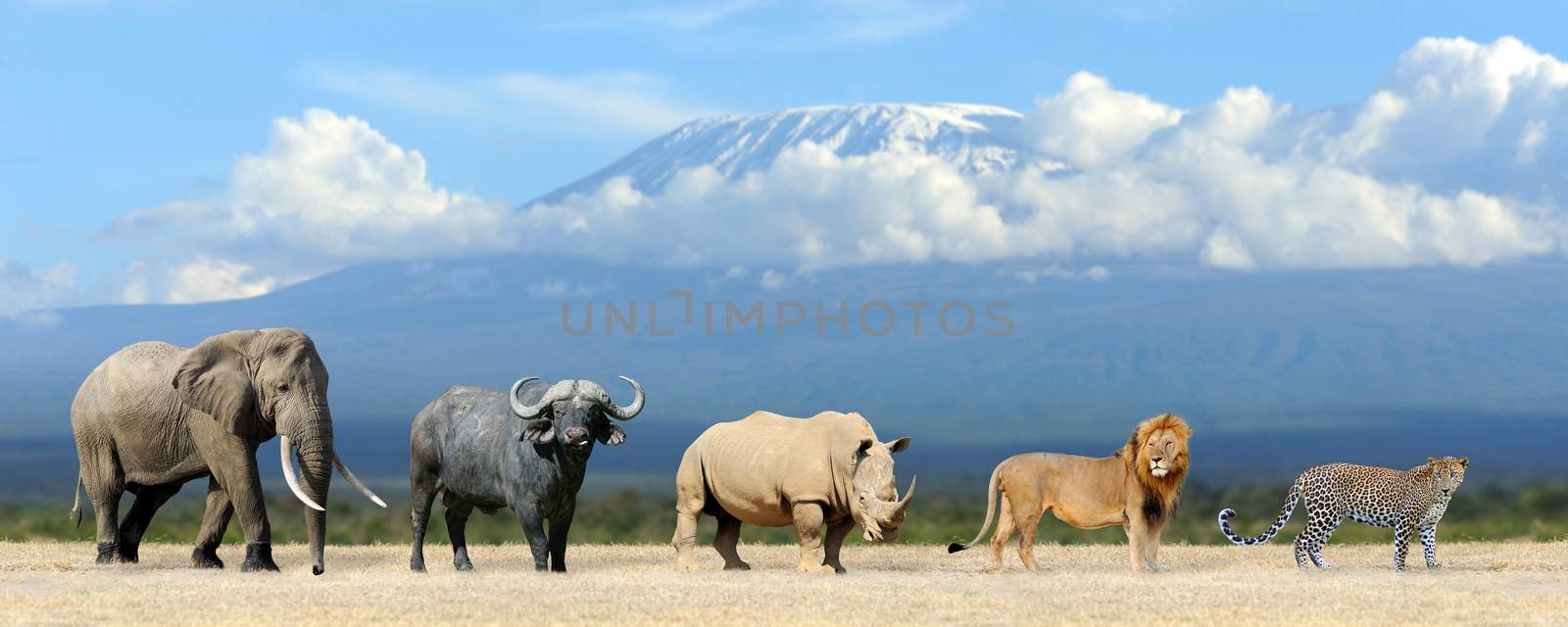 Big five africa - Lion, Elephant, Leopard, Buffalo and Rhinoceros