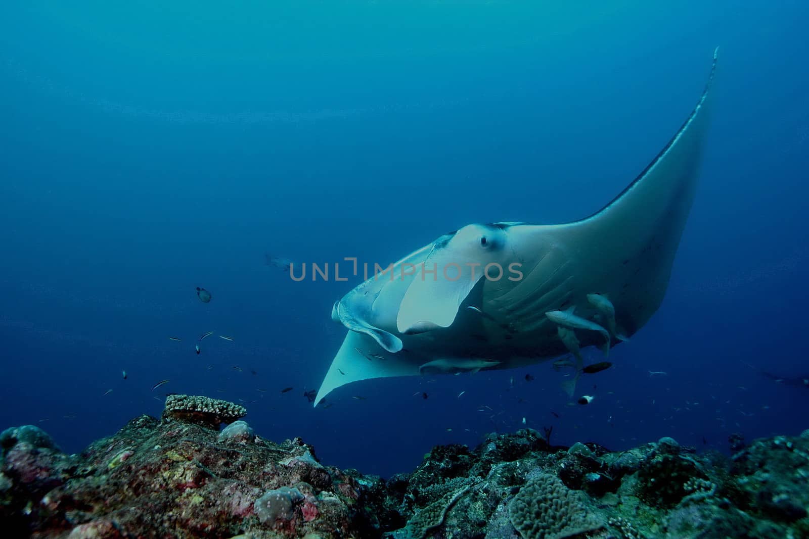 Manta Ray underwater diving photo Maldives Indian Ocean by desant7474