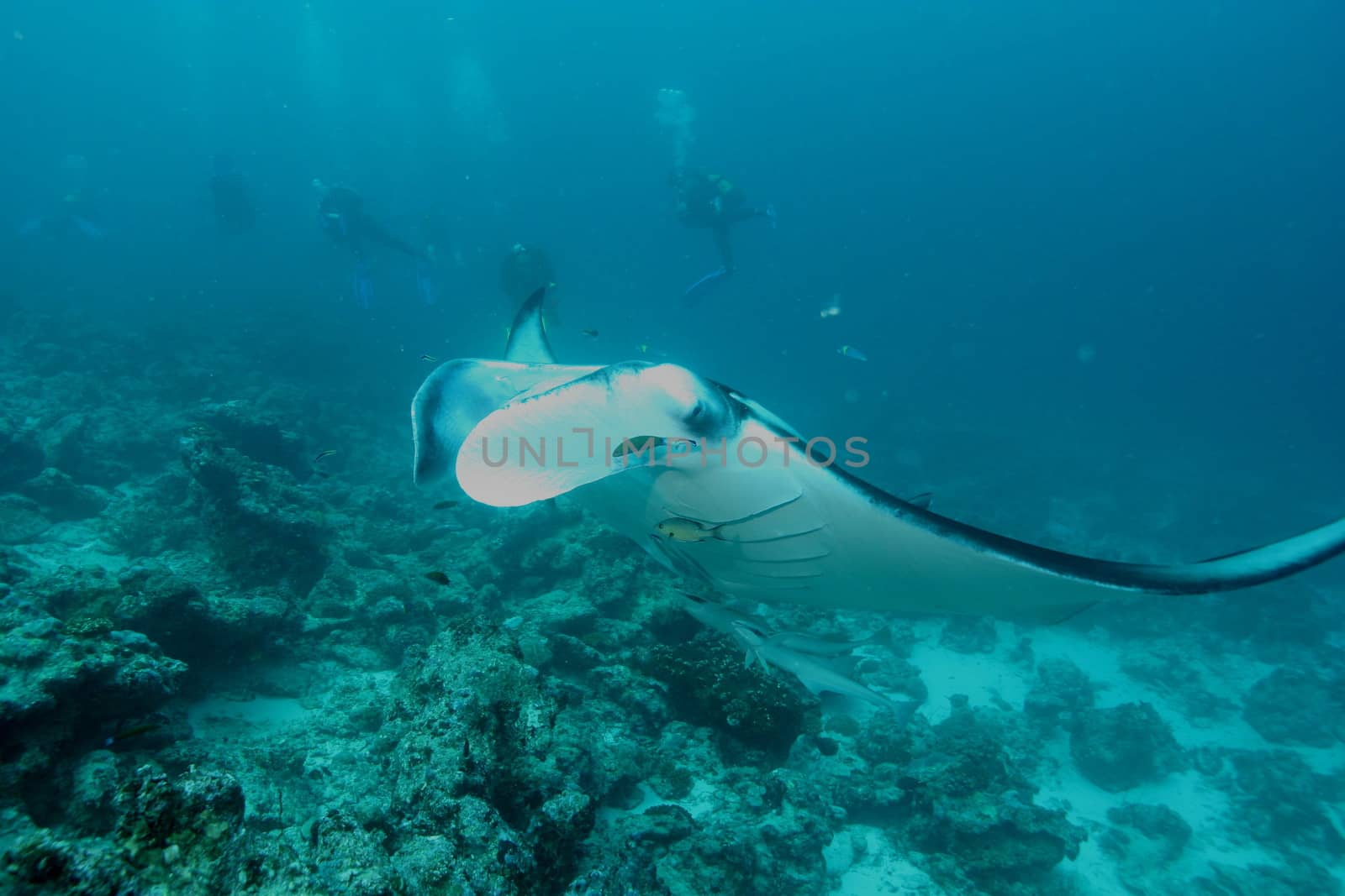 Manta Ray underwater diving photo Maldives Indian Ocean