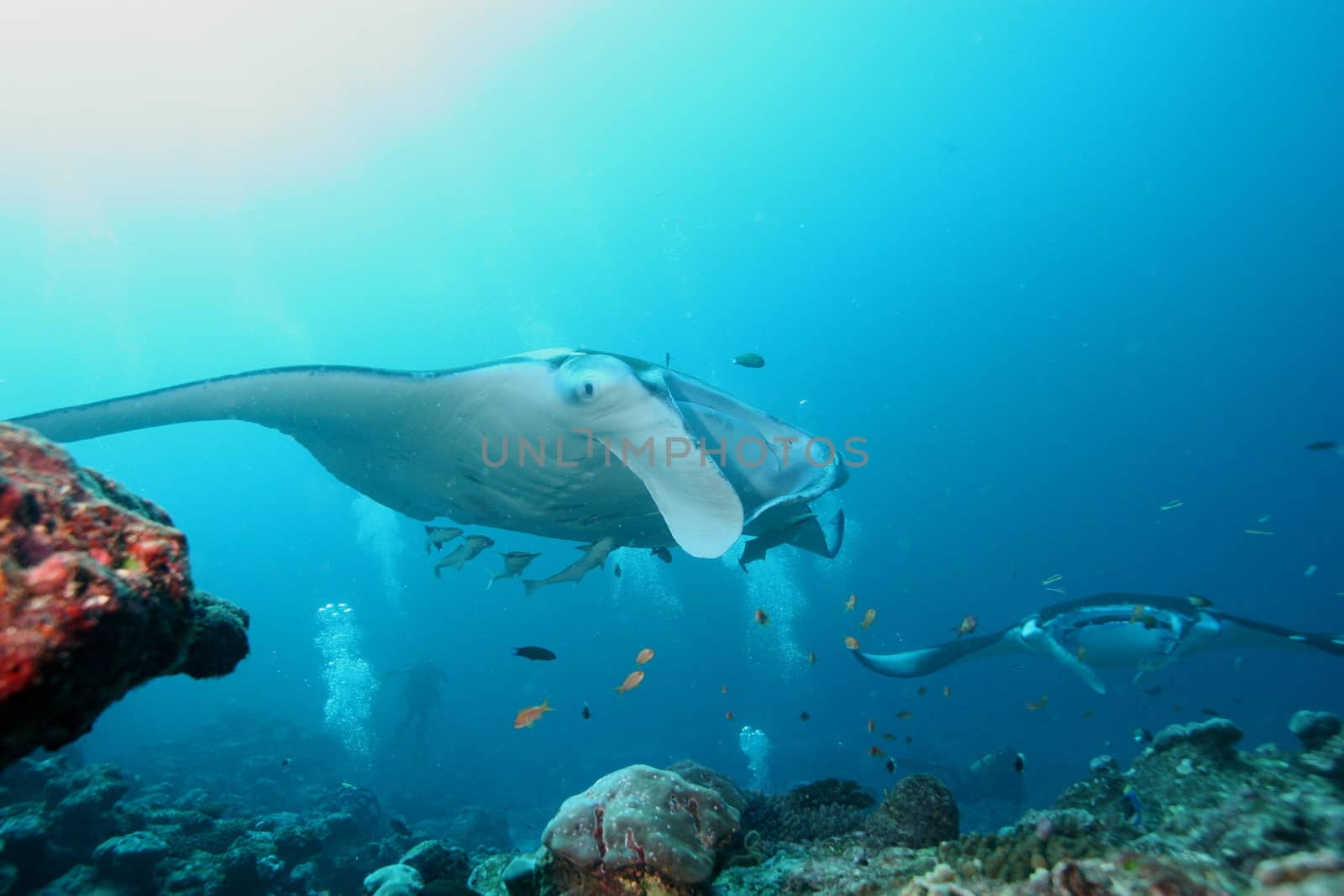 Manta Ray underwater diving photo Maldives Indian Ocean