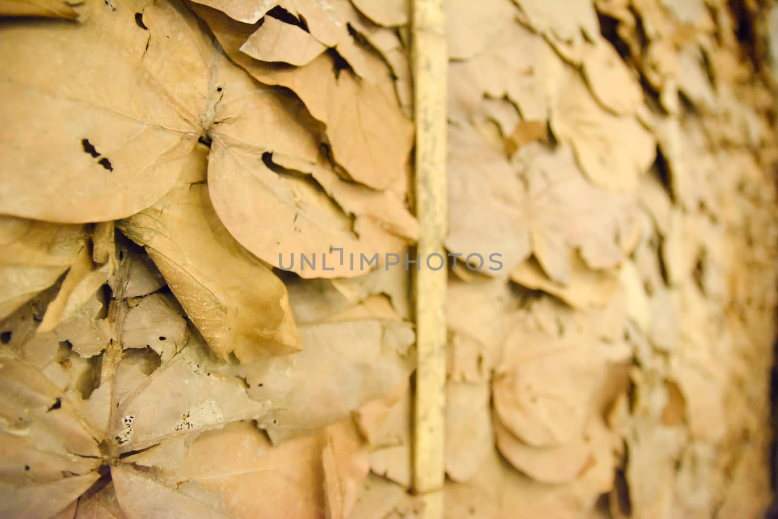 Selective Focus Dry leaves wallpaper in thailand