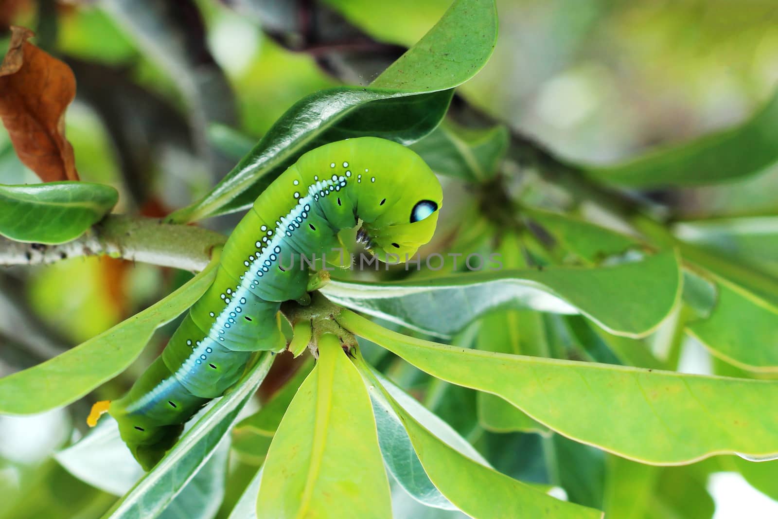 Image of green caterpillar on green leaf
