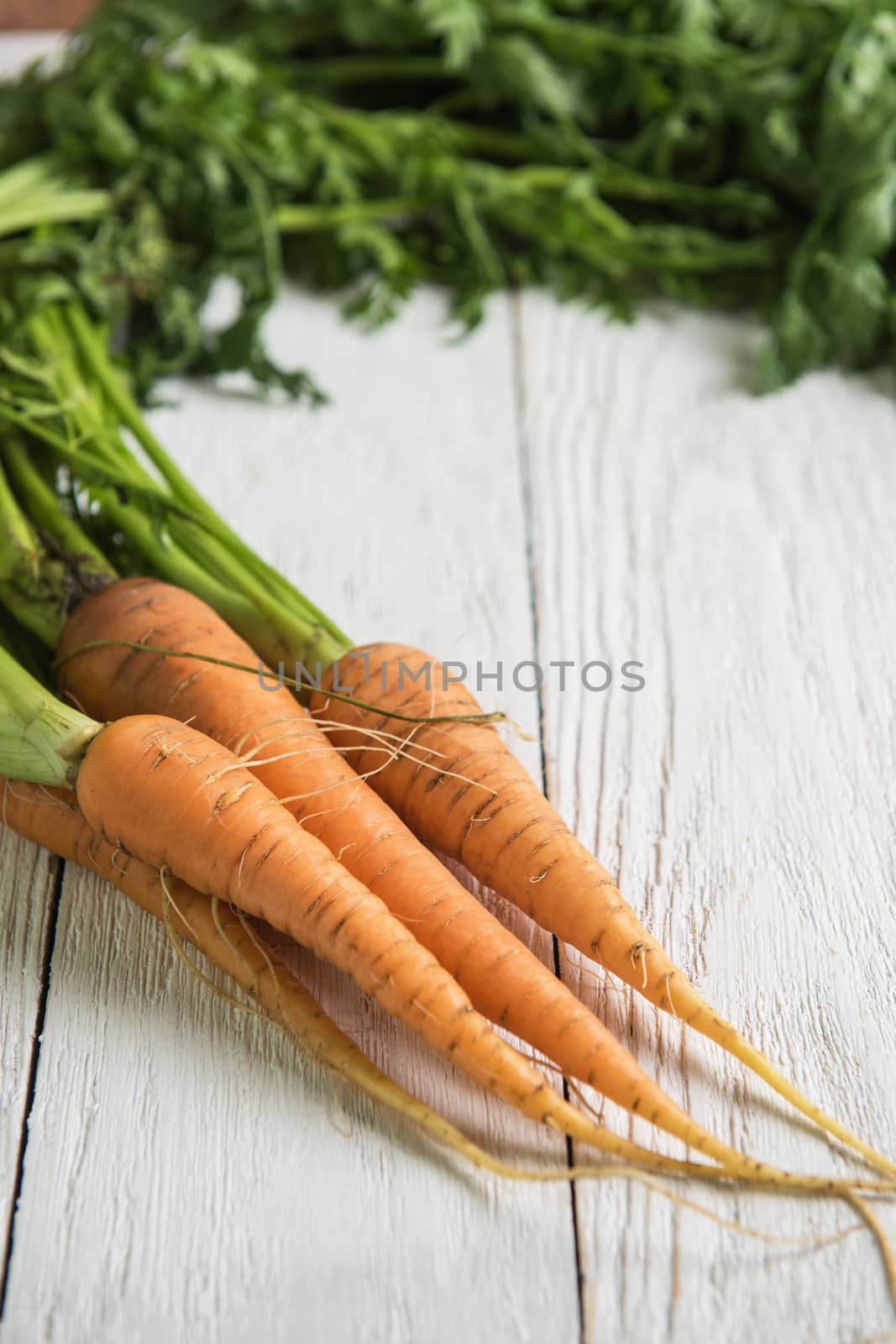 Freshly grown carrots on wooden table