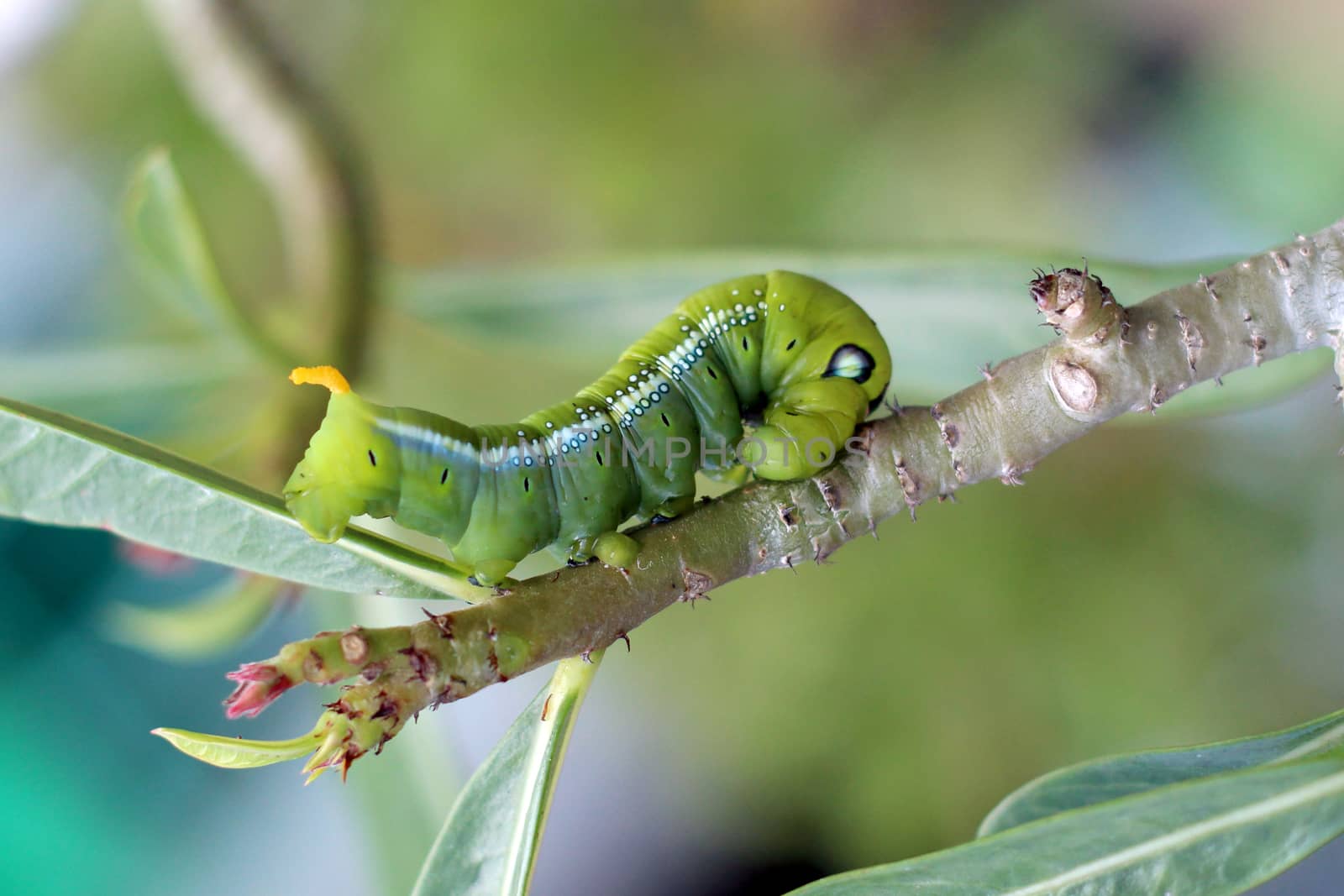 Image of green caterpillar on branch by yod67