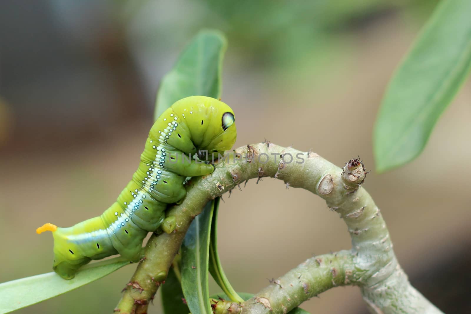 Image of green caterpillar on branch by yod67