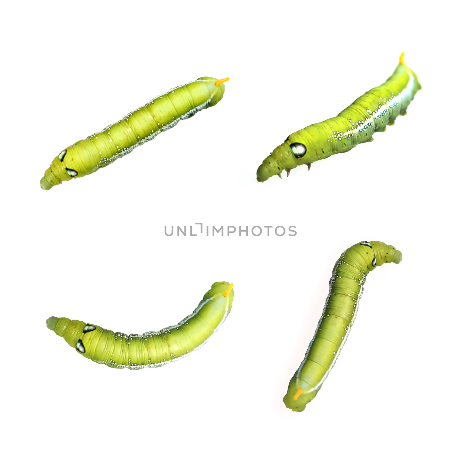 Image of Green Caterpillar on white background.