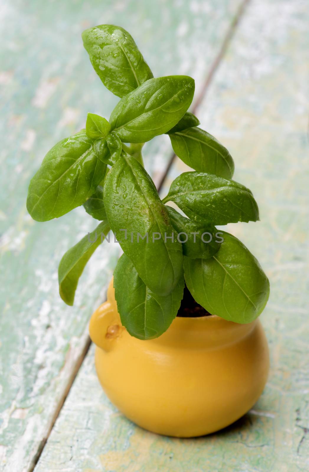 Fresh Green Small Basil in Small Yellow Pot isolated on Cracked Wooden background. Focus on Leafs