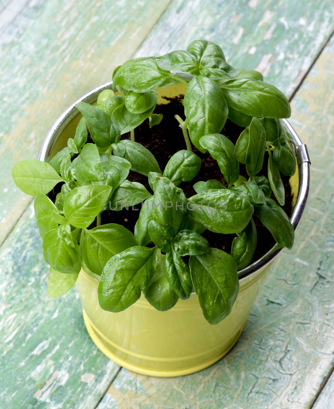 Lush Foliage Fresh Green Basil in Yellow Tin Pot closeup on Cracked Wooden background