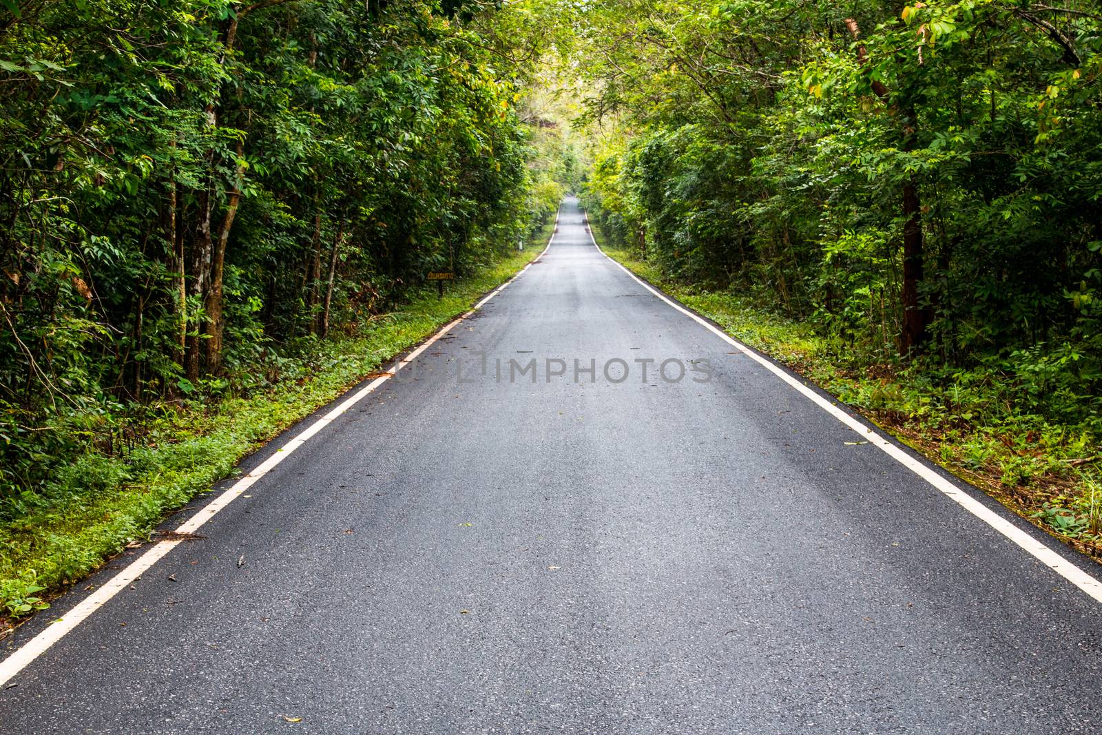 road in Thailand forest