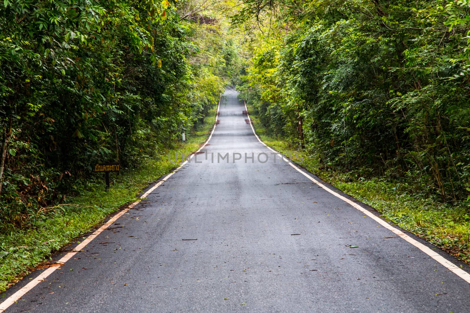 road in Thailand forest