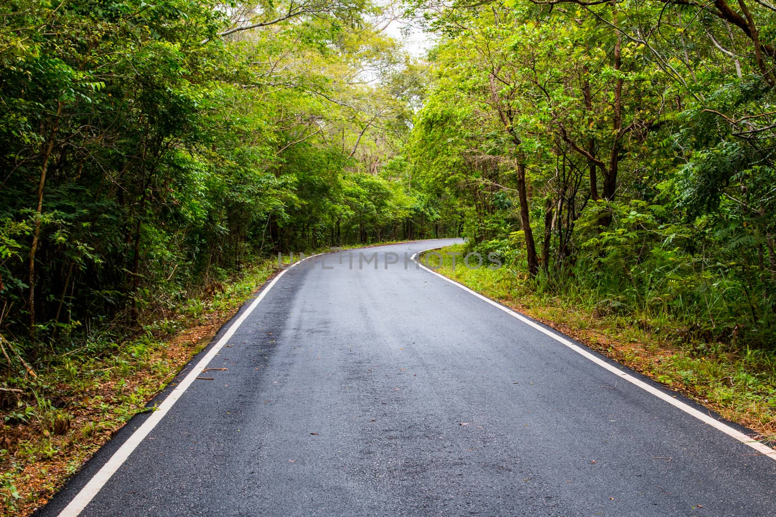 road in Thailand forest by N_u_T