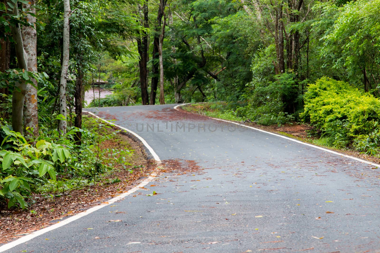 road in Thailand forest