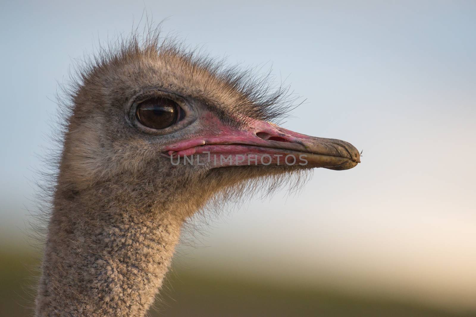 Portrait of a female ostrich bird with large round eye