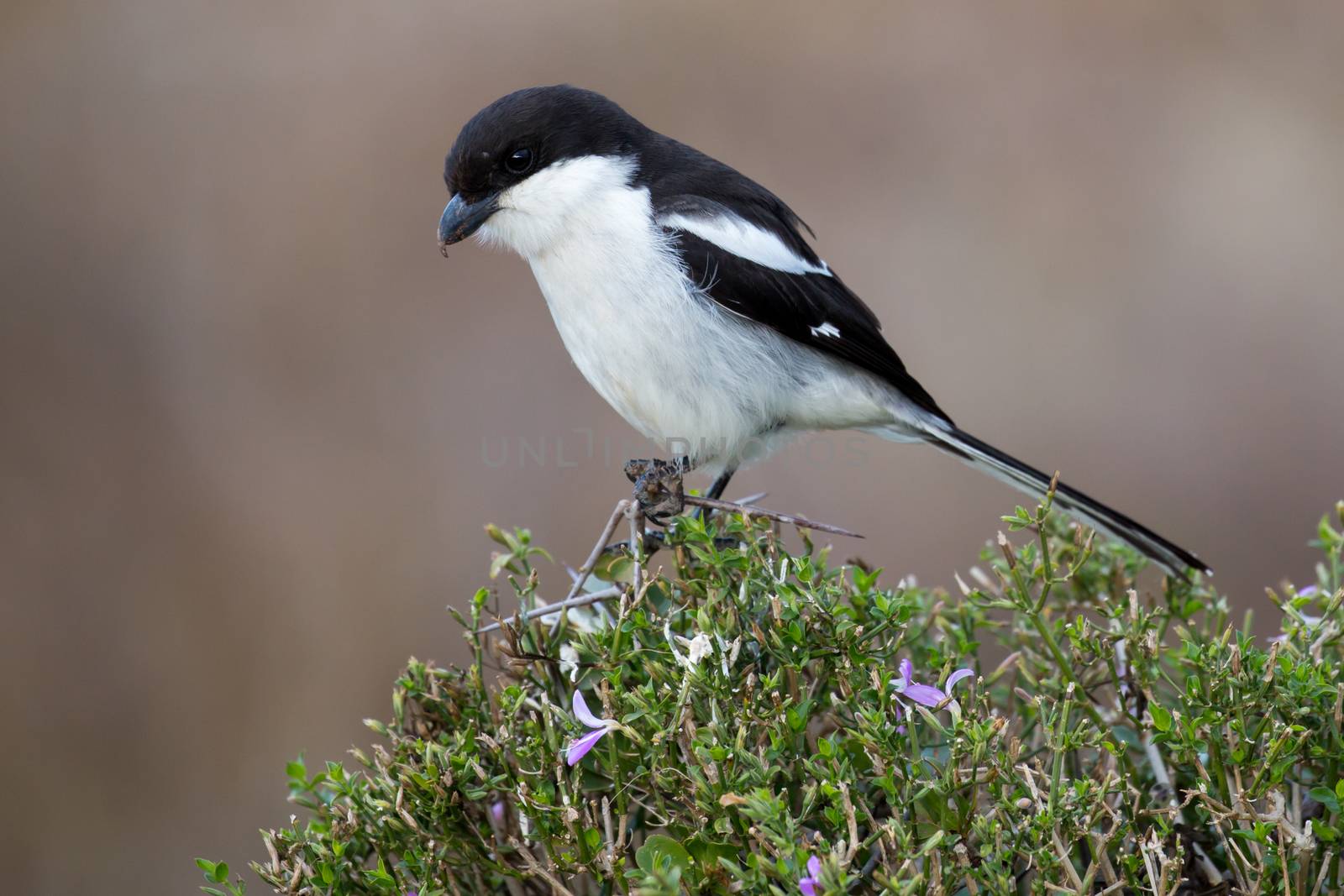 Male Fiscal Shrike Bird with Hooked Beak Perched on Top of a Tree