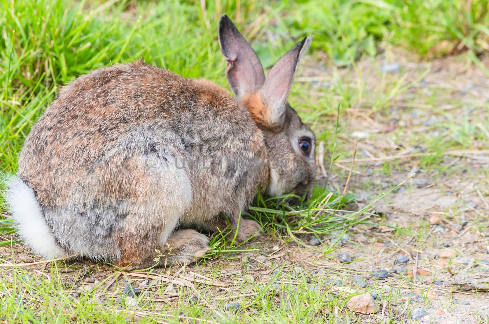 Wild rabbit photographed from the side sitting relaxed in the grass and eats.