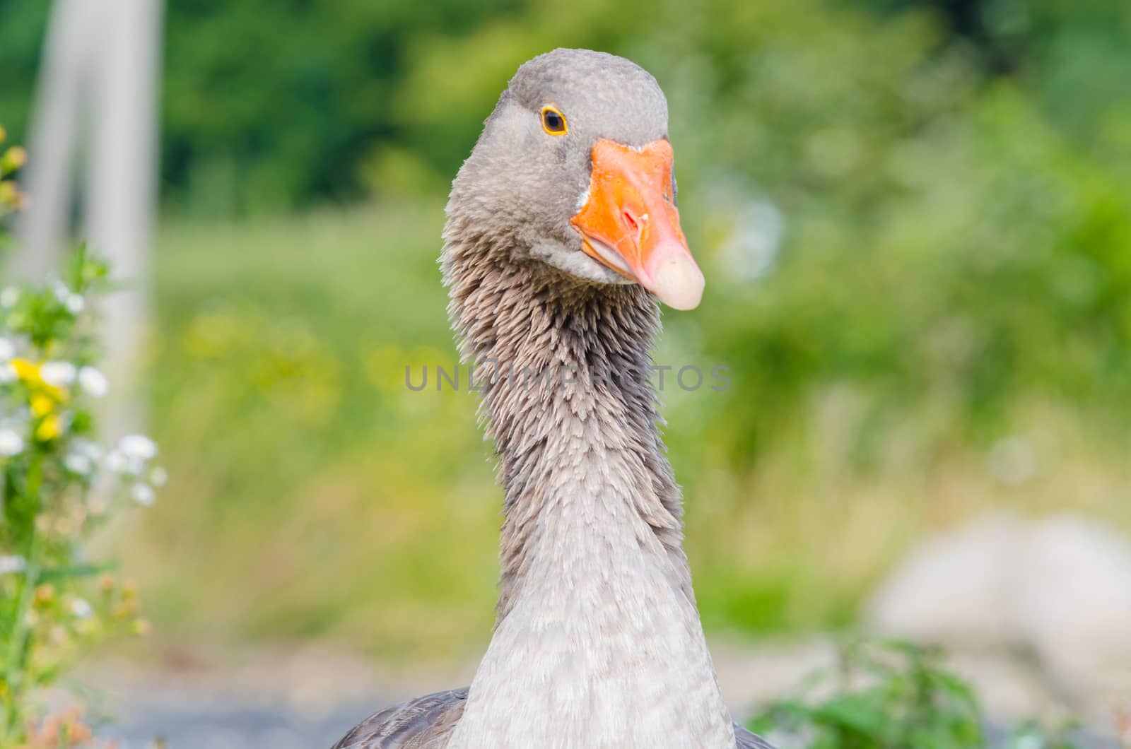 Closeup Gray Goose   by JFsPic