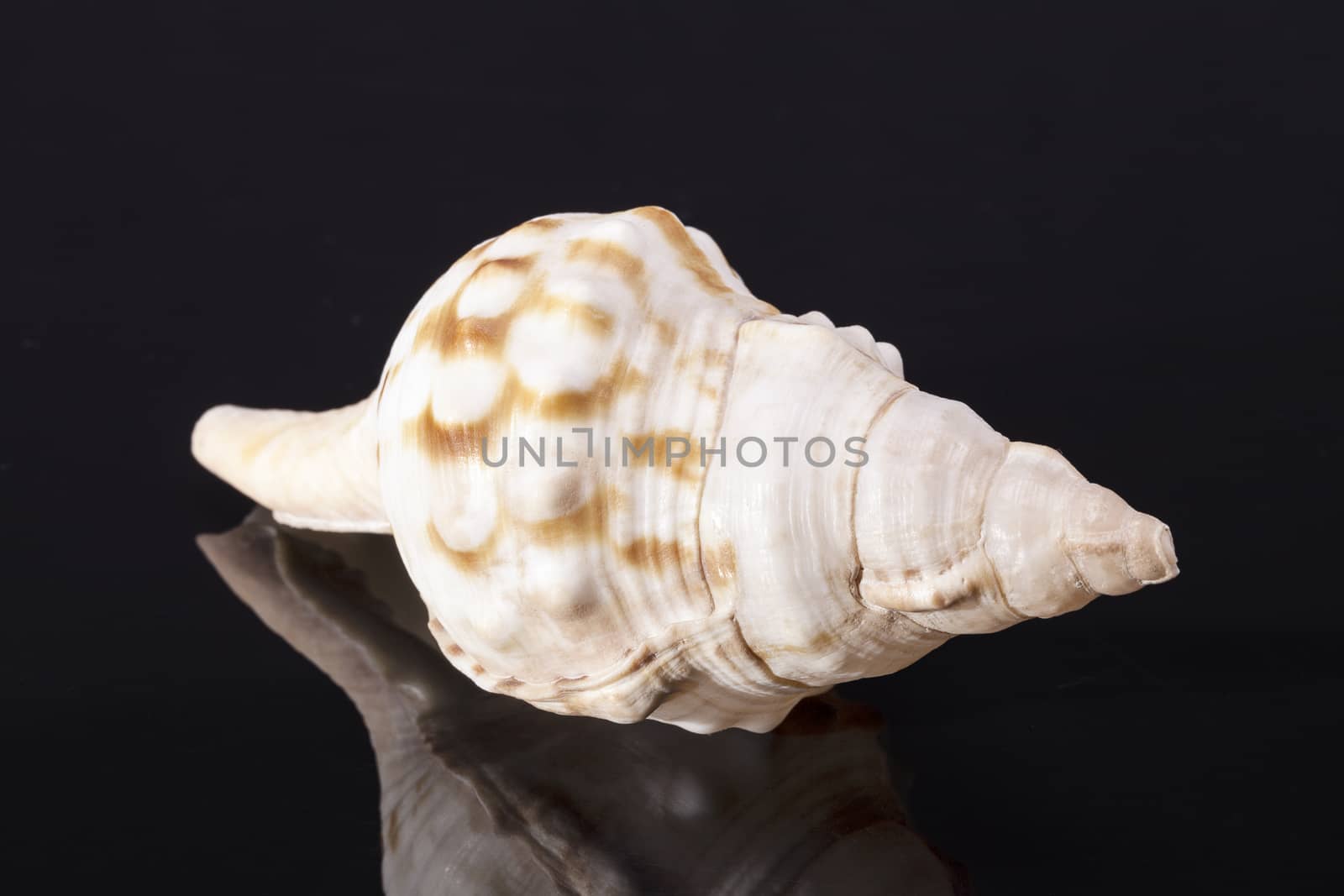 Single sea shell of marine snail, horse conch isolated on black background by mychadre77