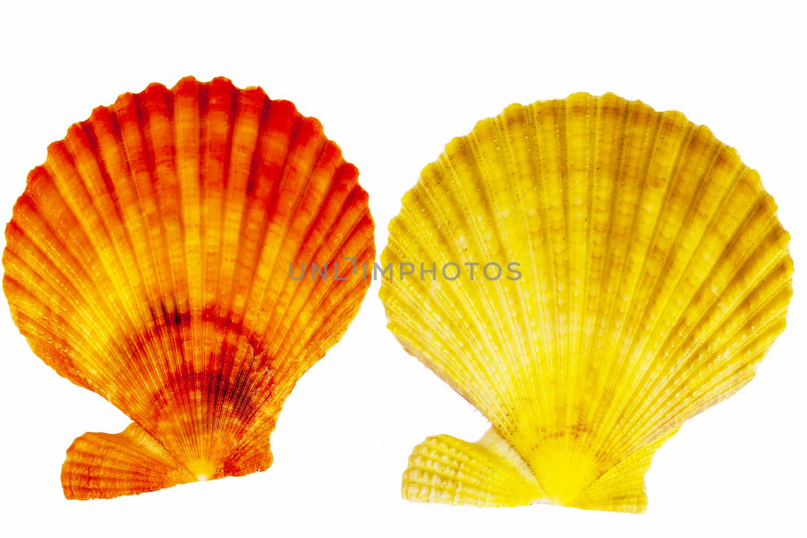  Colorful sea shells of mollusk isolated on white  background by mychadre77