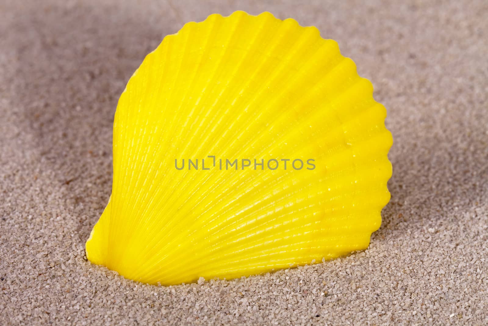 Yellow sea shell of mollusk lying on the sand, close up