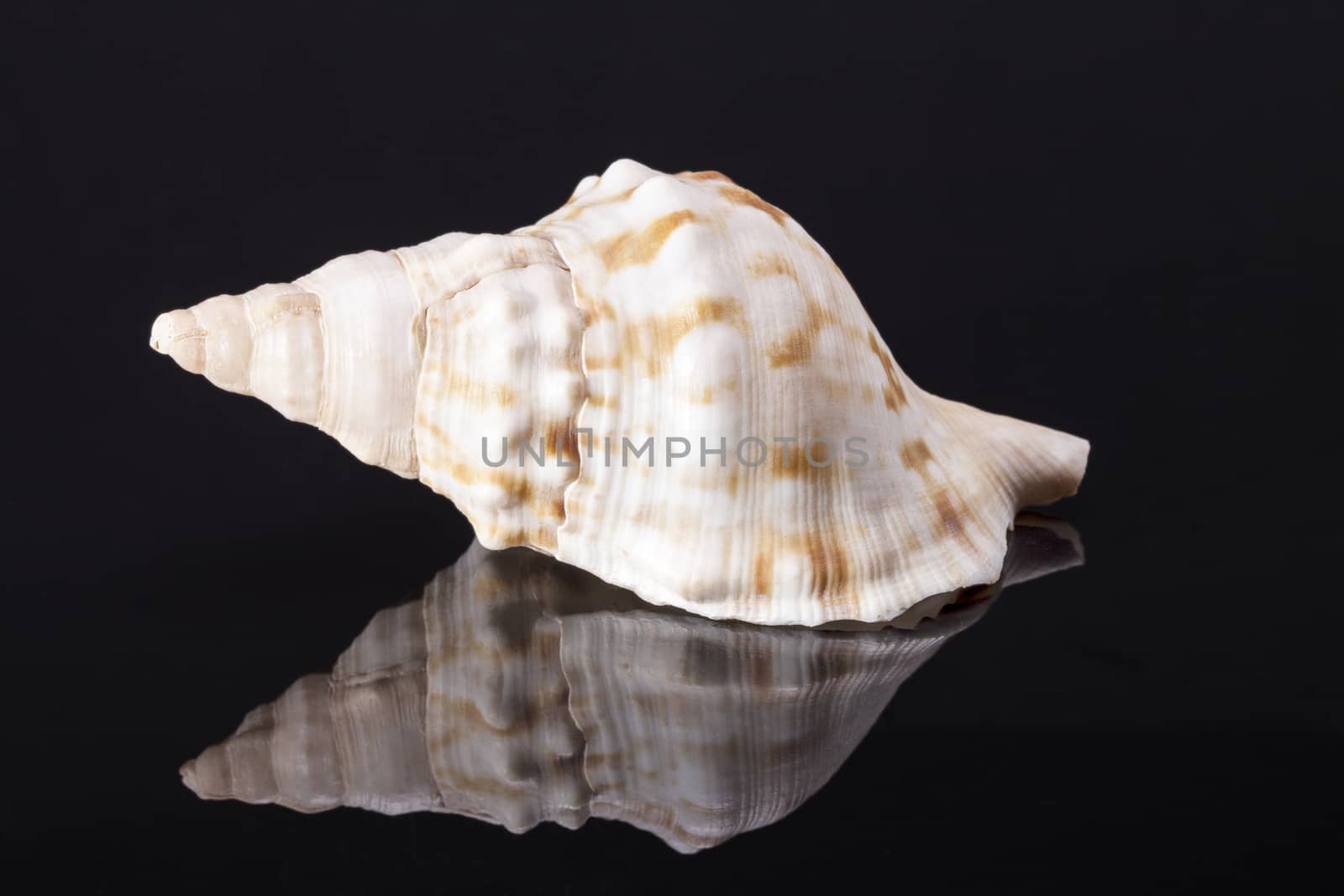 Single sea shell of marine snail, horse conch isolated on black background by mychadre77