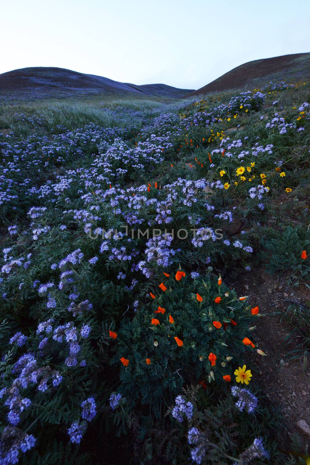 wildflowers on grass hill near los angeles