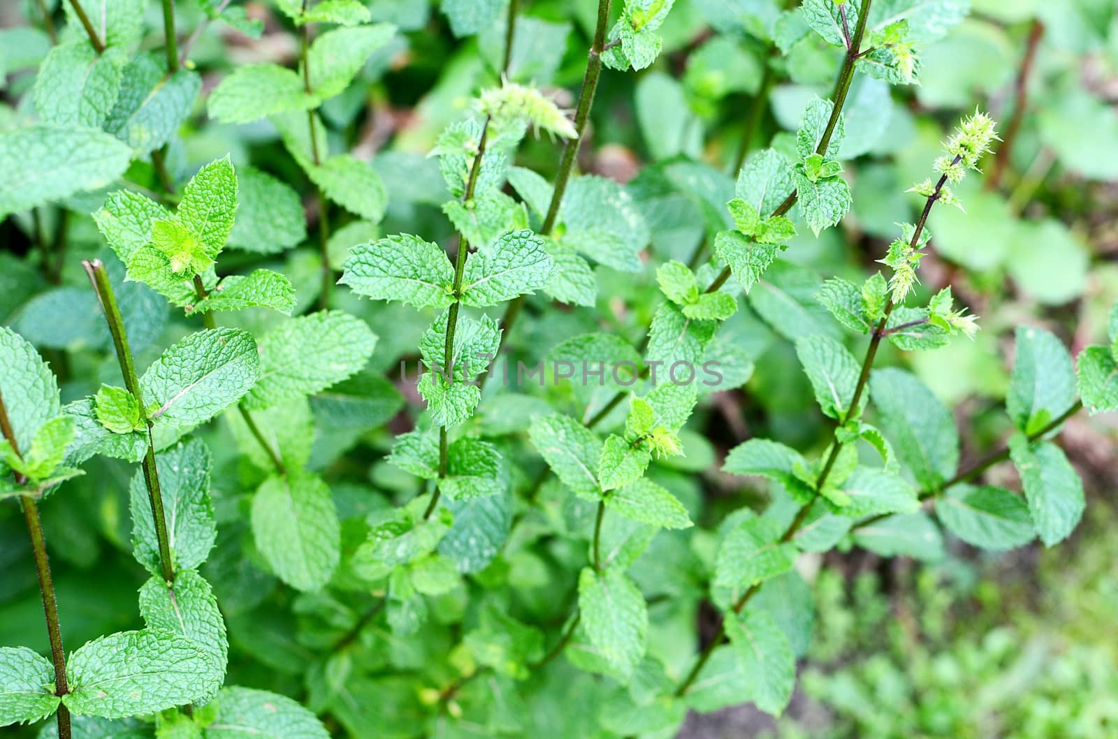 Closeup of growing fresh mint bush with branches and leaves.