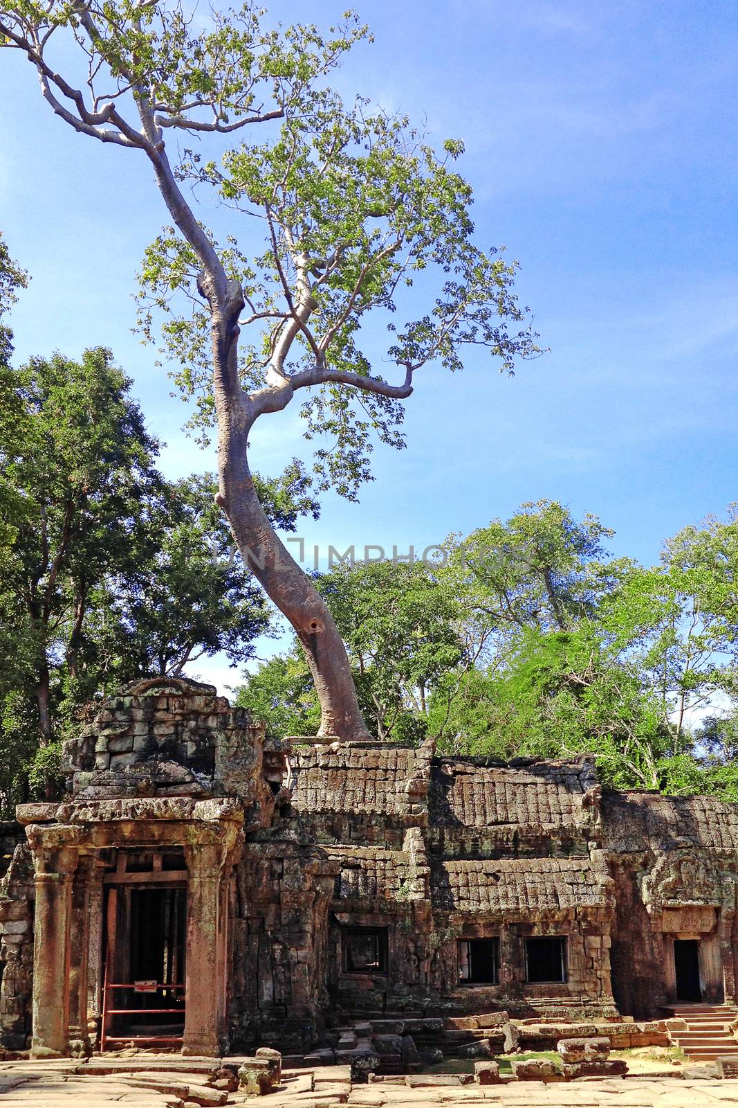 banyan tree covering stone prasat Ta Prohm in Angkor thom,angkor by orsor