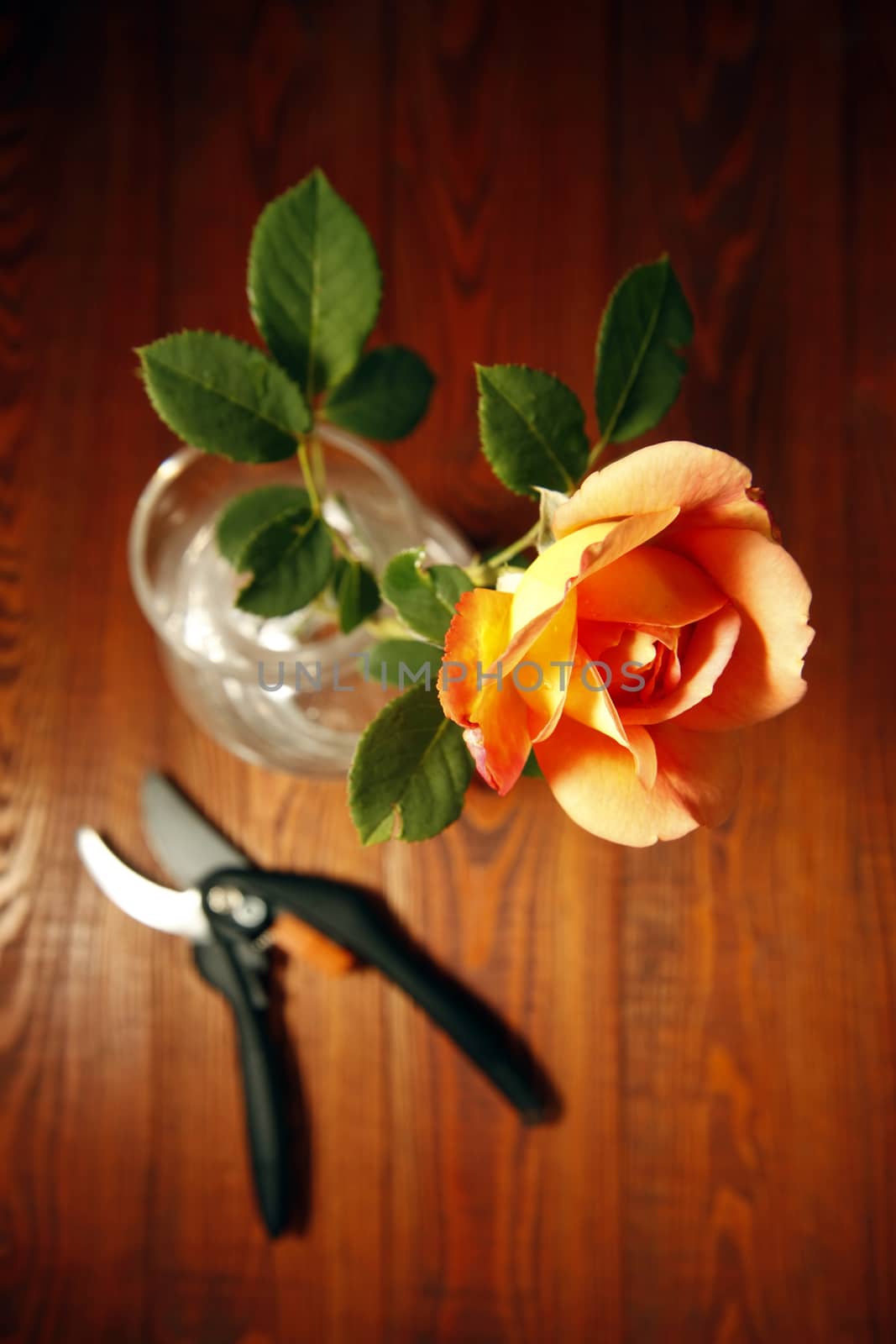 Beautiful rose and scissors on the wooden background