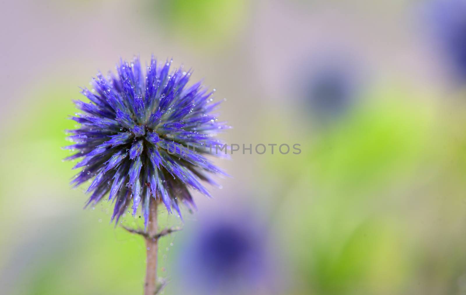 Globe Thistle flowers (Echinops ritro)