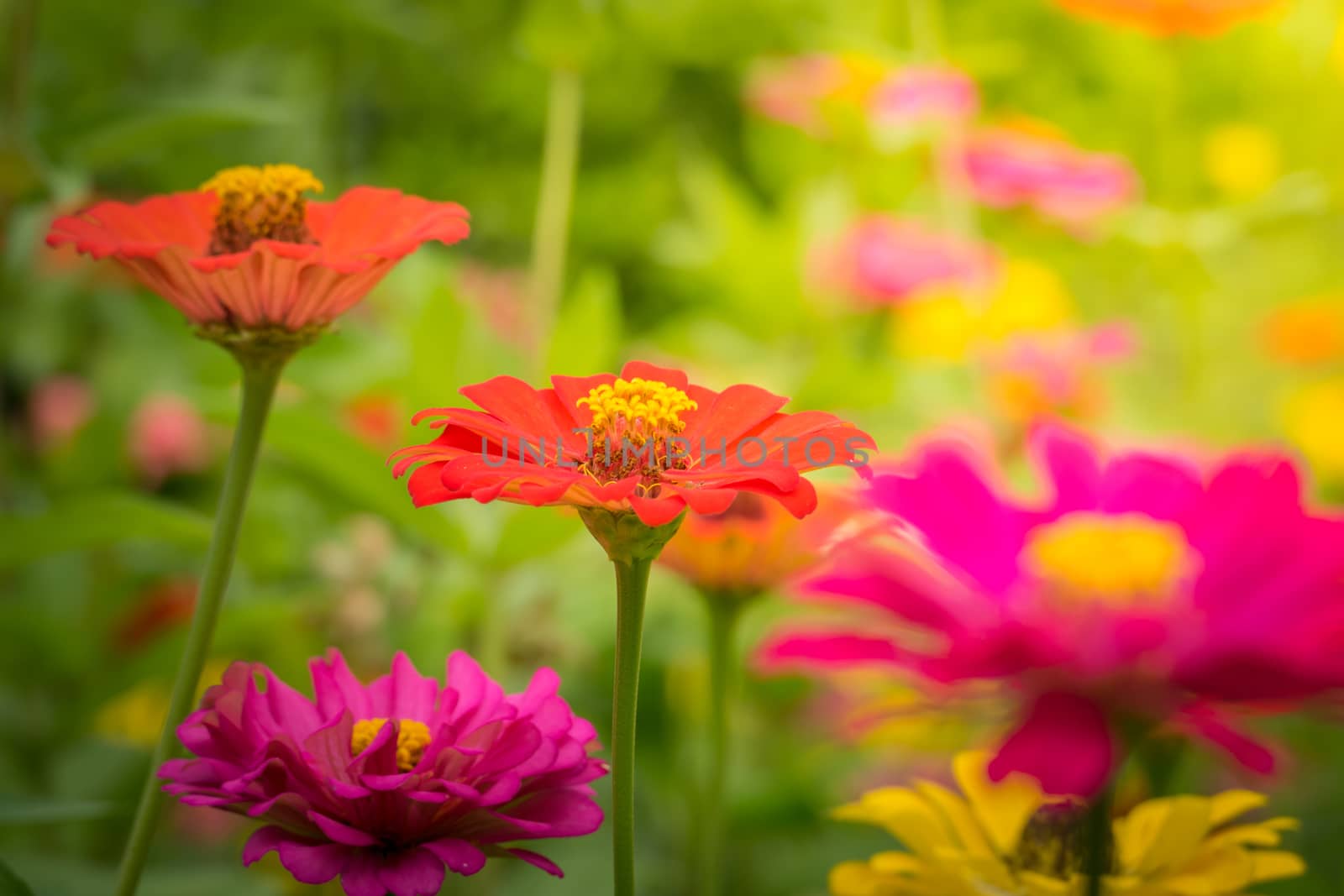 The background image of the colorful flowers, background nature