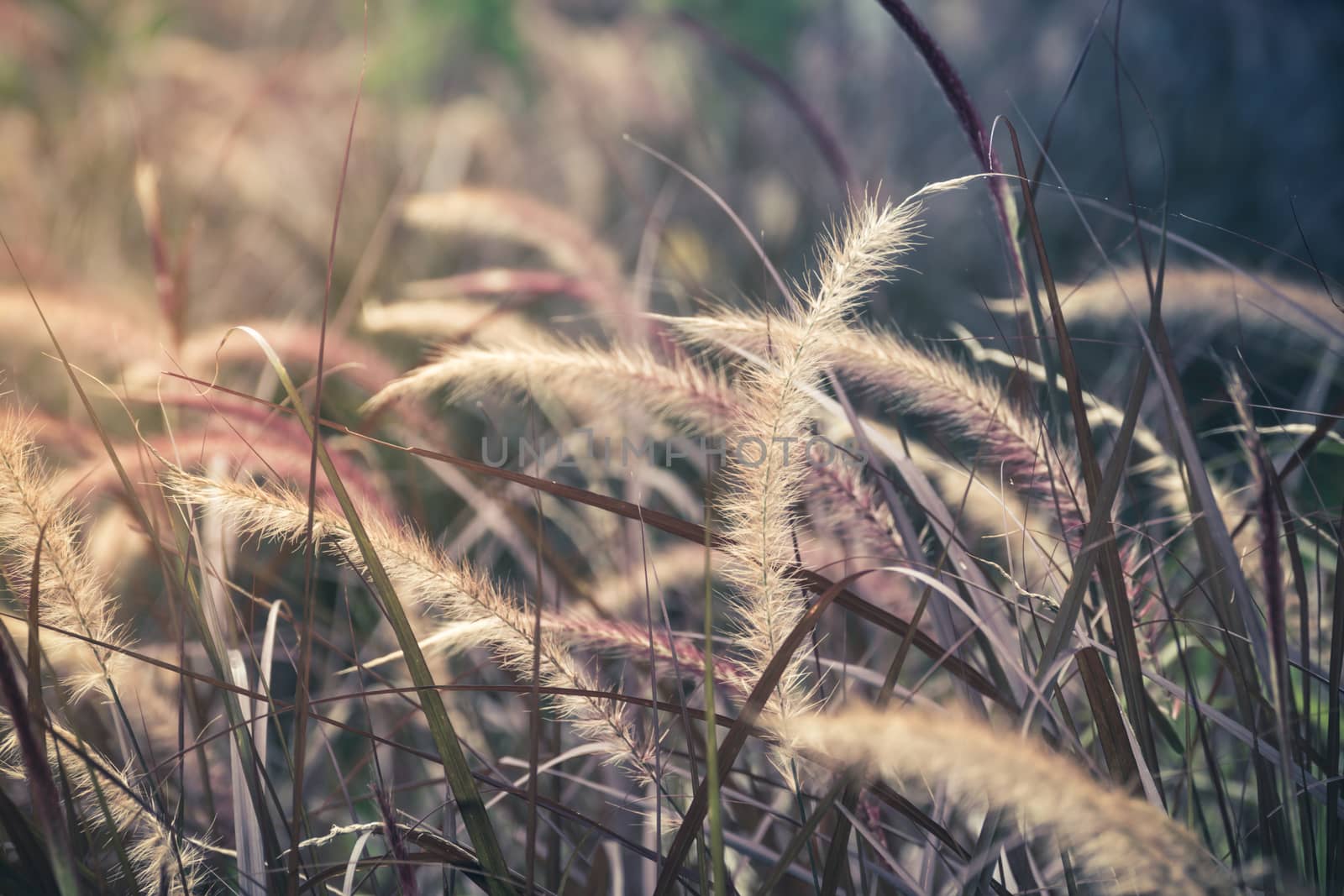 Field of grass during sunset, nature background