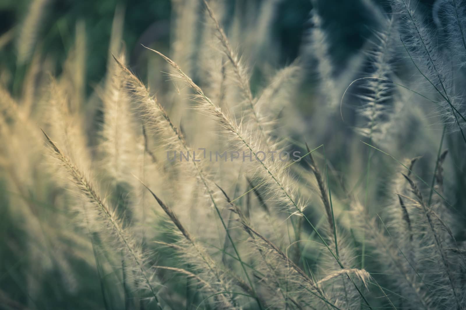 Field of grass during sunset, nature background