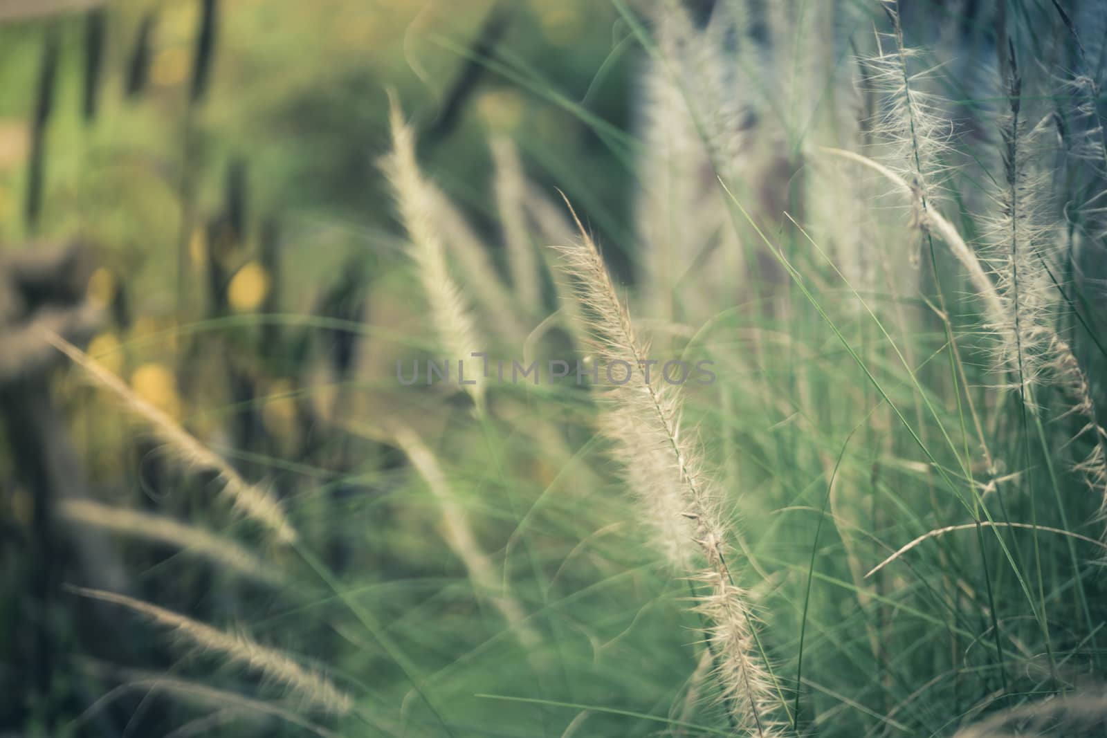 Field of grass during sunset, nature background