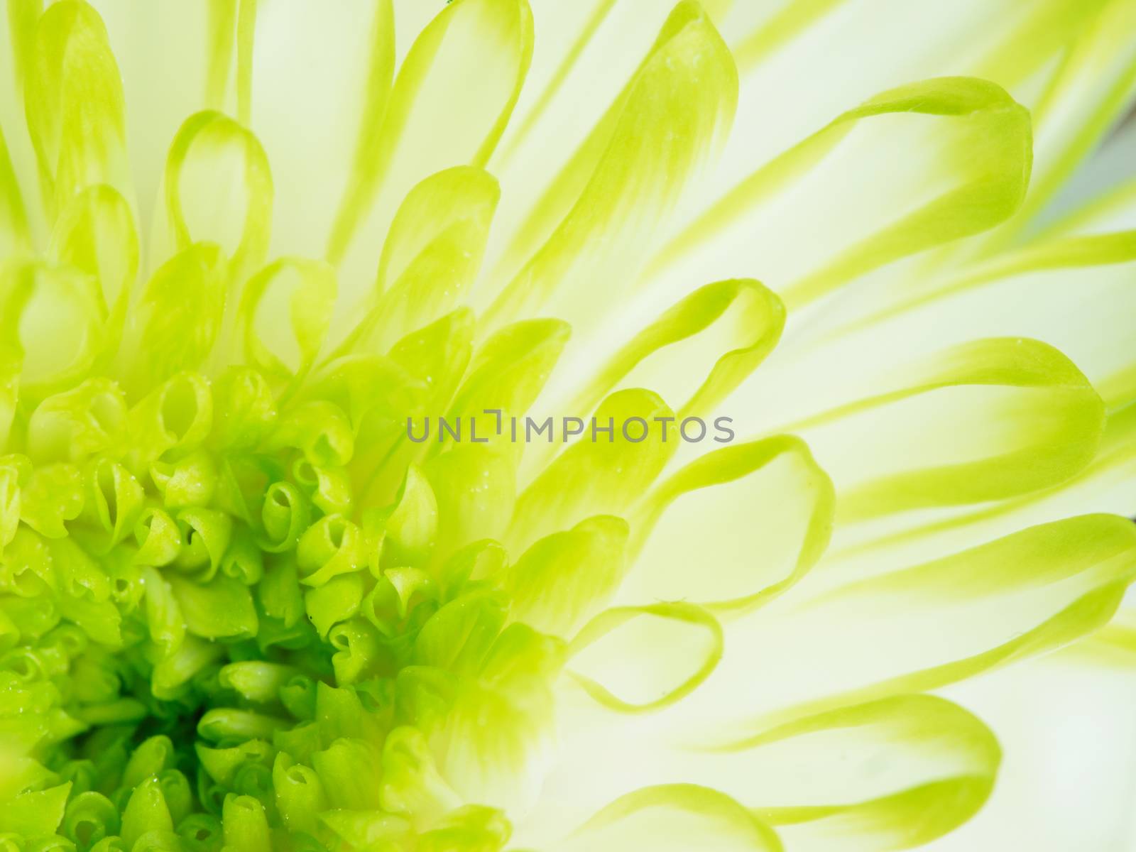 Extreme close up macro image of Green Chrysanthemum Flower. Detail of Lime Green Chrysanthemum Flower