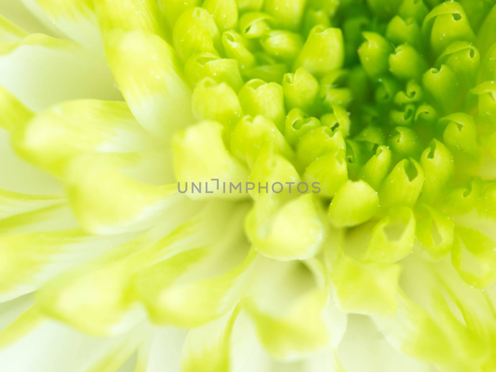 Extreme close up macro image of Green Chrysanthemum Flower. Detail of Lime Green Chrysanthemum Flower