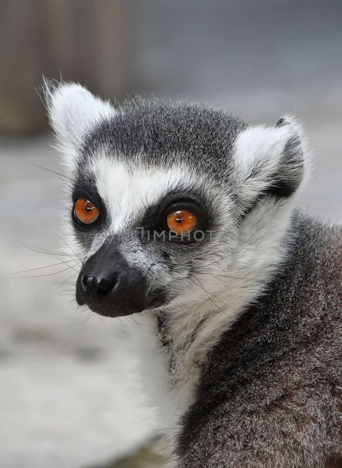Close up portrait of one cute ring-tailed lemur (aka lemur catta, maky or Madagascar cat) in zoo, looking at camera