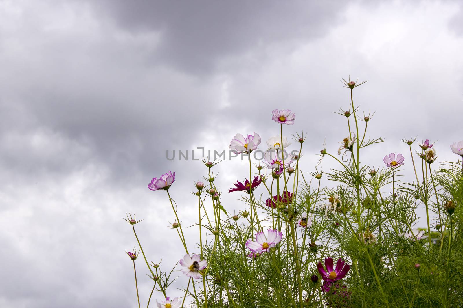 cosmos flowers in the sky with clouds by miradrozdowski