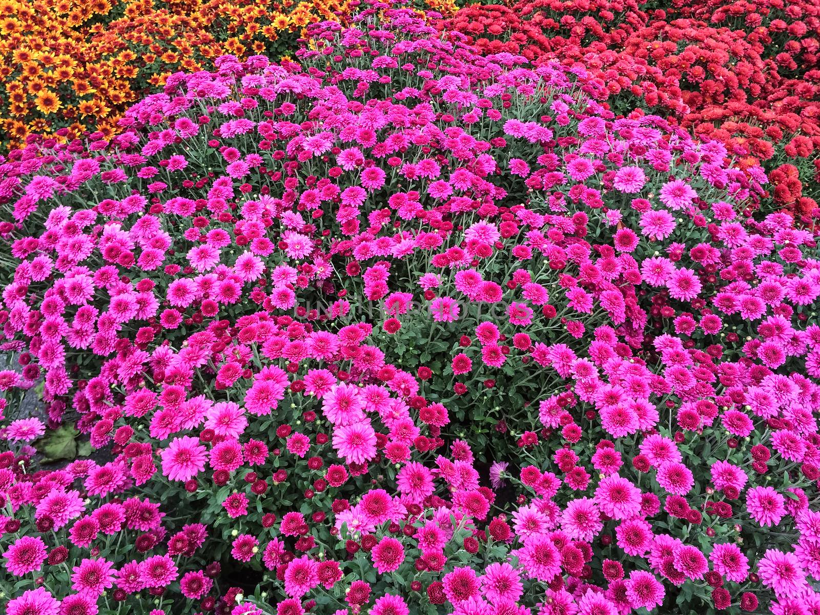 Vibrant purple chrysanthemums by anikasalsera