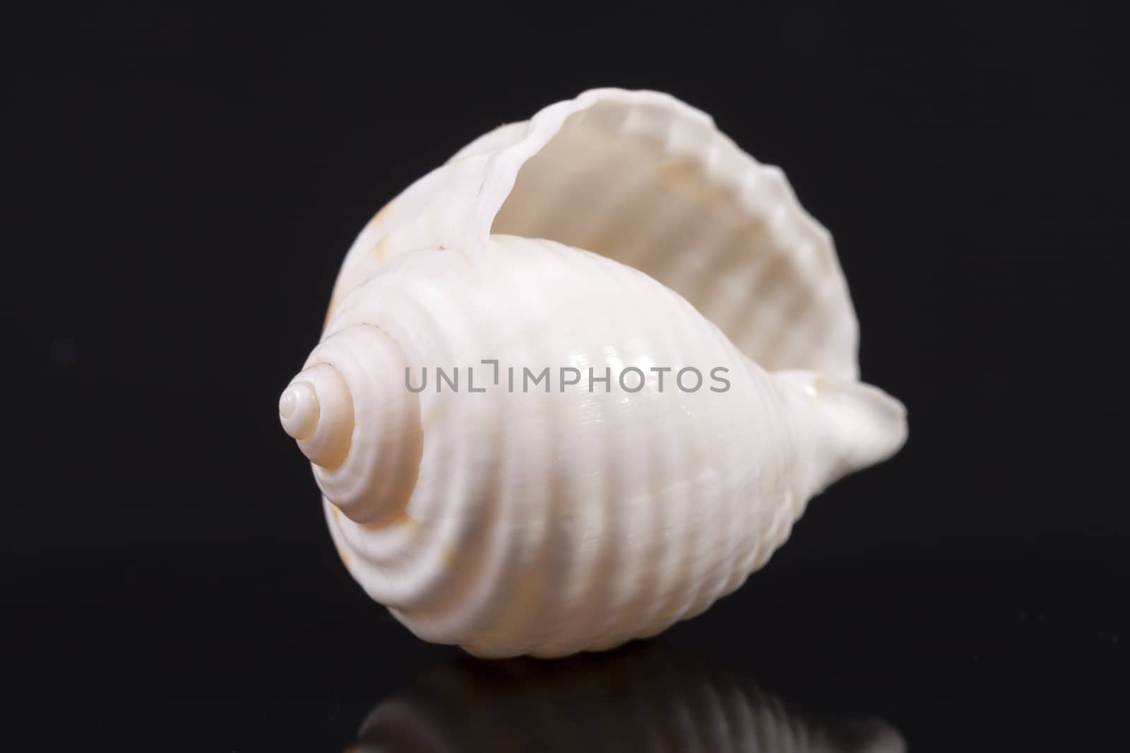 Single white sea shell isolated on black background by mychadre77