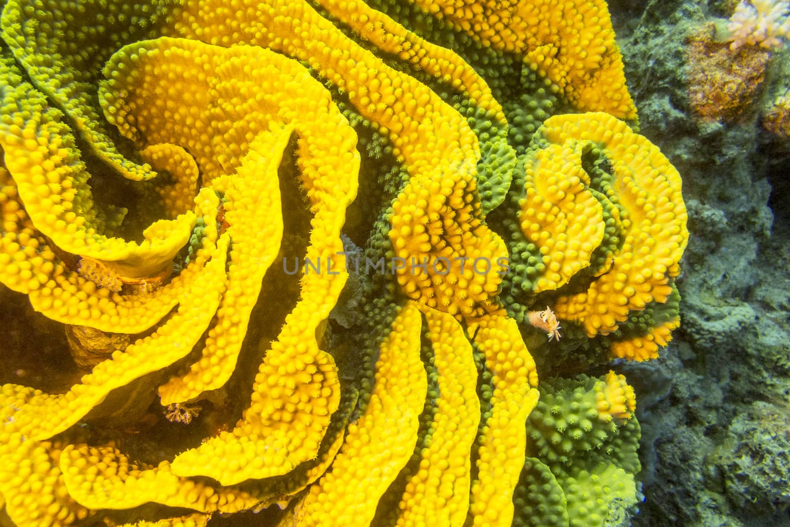Coral reef with yellow turbinaria mesenterina  at the bottom of tropical sea by mychadre77