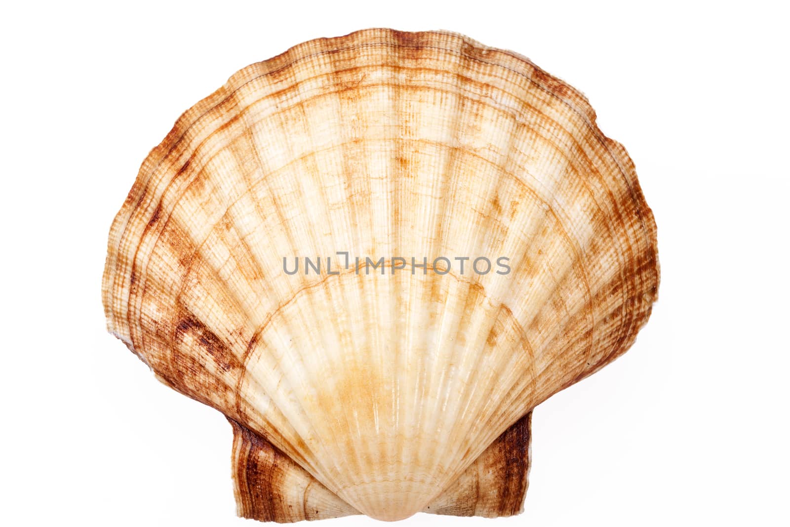 single sea shell of mollusk isolated on white background, close up .