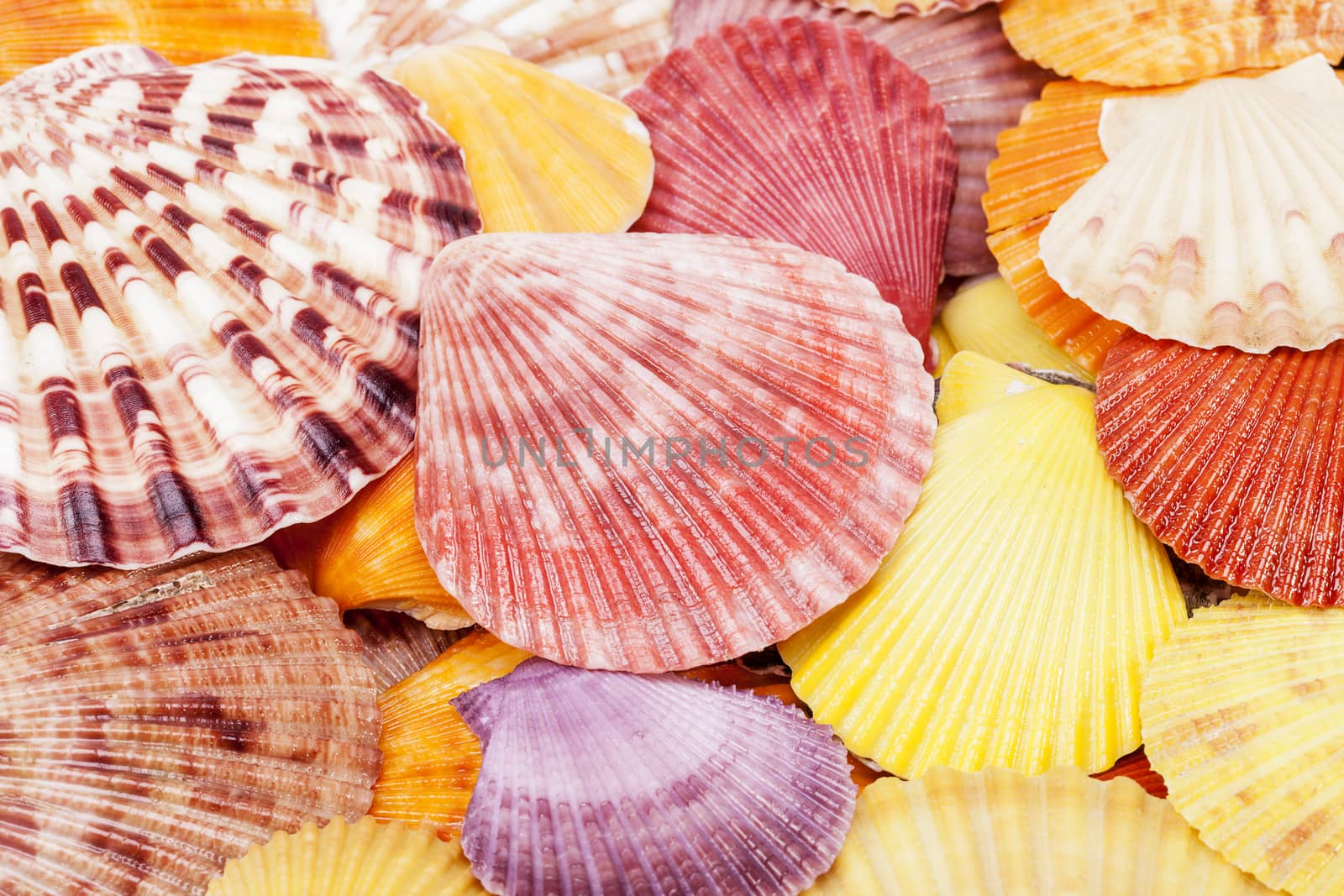 Background of colorful sea shells of mollusk, close up. by mychadre77