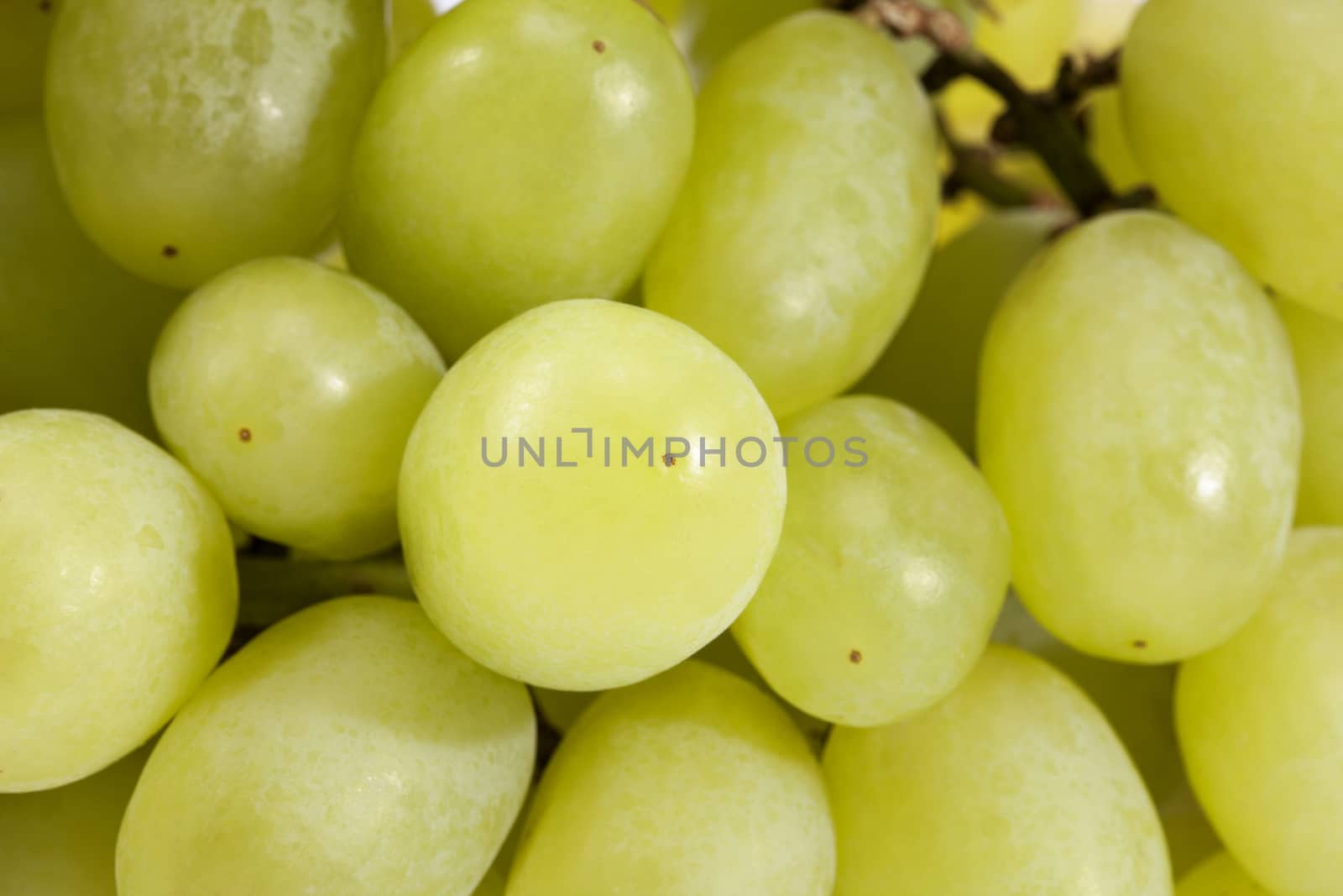 Background of fruits of white grape, close up .