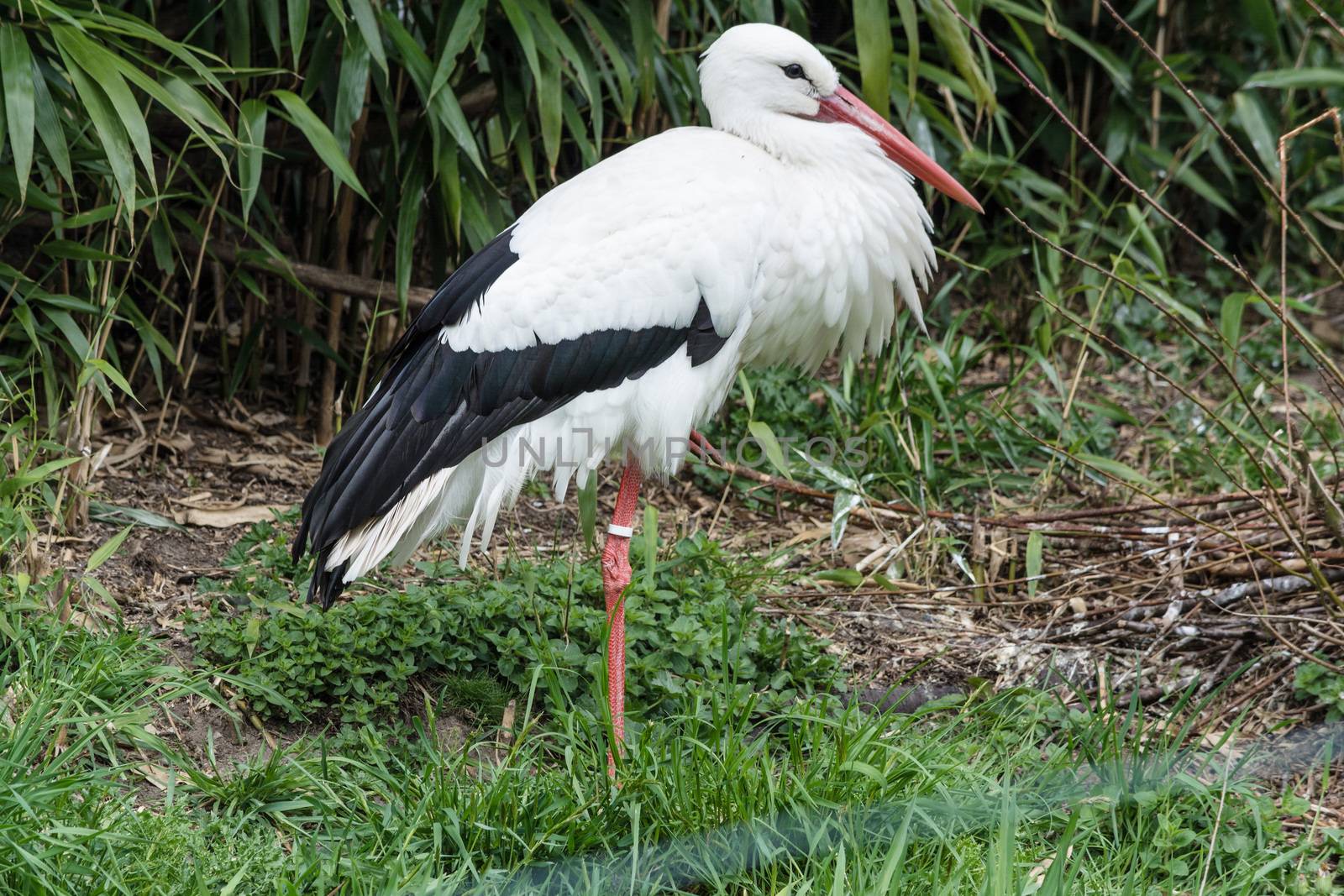 Adult stork on a meadow by JFsPic